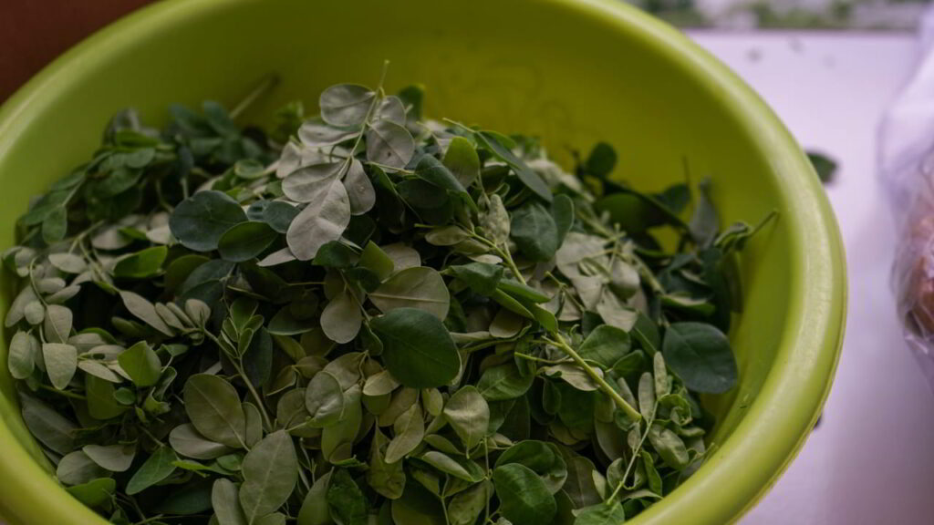 Czy moringa jest bezpieczna