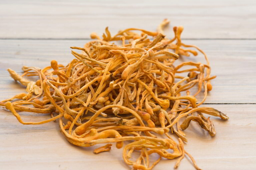 Cordyceps na wydolność - działanie i zastosowanie