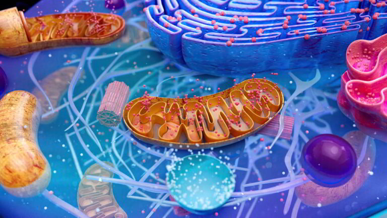 Naturalne bakterie jelitowe